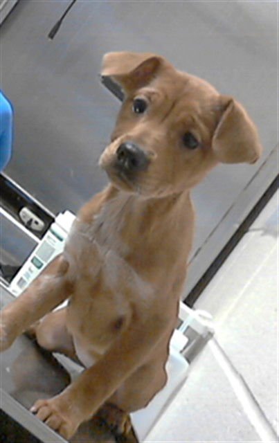 A428100 - Labrador Retriever available for adoption