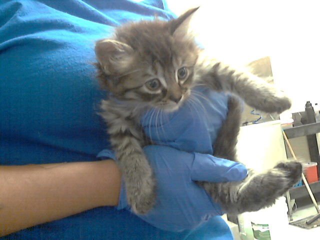 A427349 - Domestic Medium Hair available for adoption