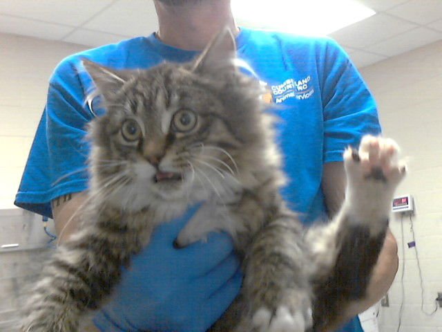 LADY TOE BEANS - Domestic Long Hair available for adoption