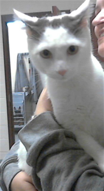 CONAN - Domestic Short Hair available for adoption