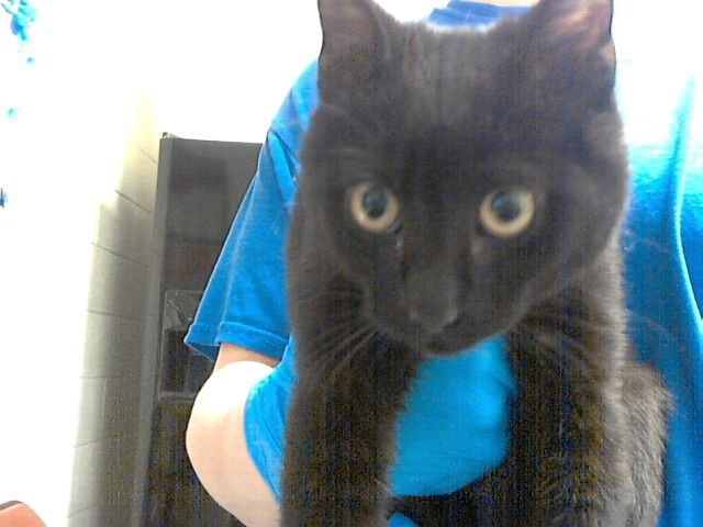 KODAK BLACK - Domestic Short Hair available for adoption