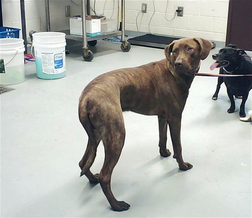 FROZONE - Labrador Retriever available for adoption