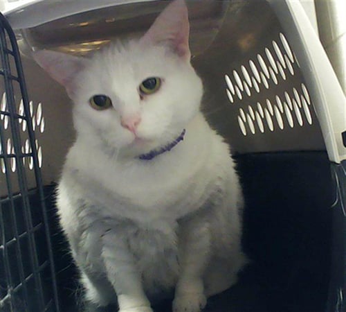 SPIRIT - Domestic Short Hair available for adoption