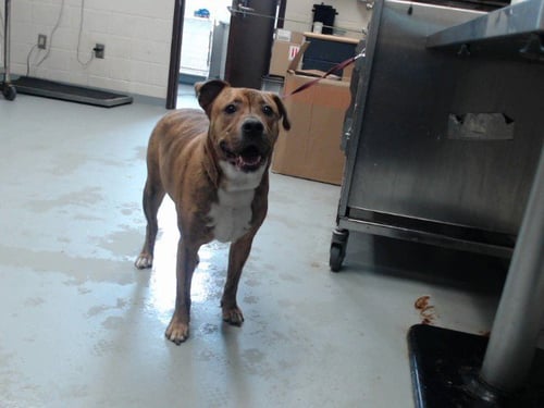 TIGER - Pit Bull Terrier for adoption in Fayetteville