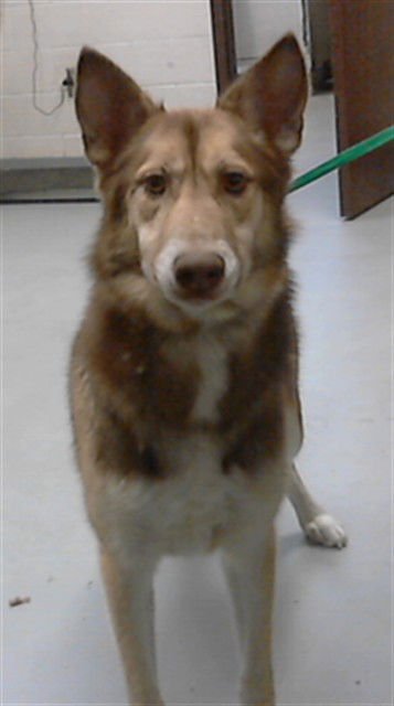 MAX - German Shepherd Dog available for adoption