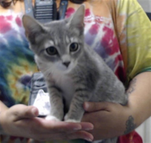 A434898 - Domestic Short Hair available for adoption