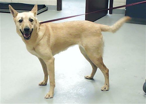 RUTH - German Shepherd Dog available for adoption