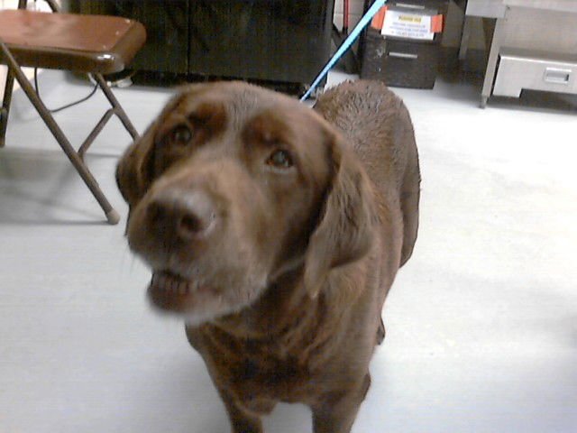 A428201 - Labrador Retriever available for adoption