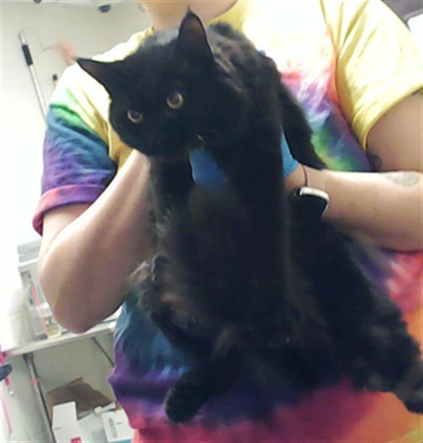 SUNSHINE - Domestic Long Hair available for adoption