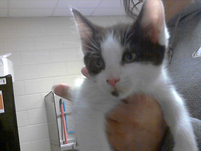 A427594 - Domestic Short Hair available for adoption