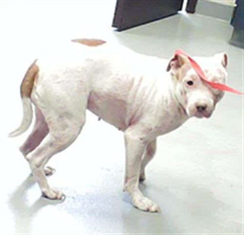 LUNA - Pit Bull Terrier available for adoption