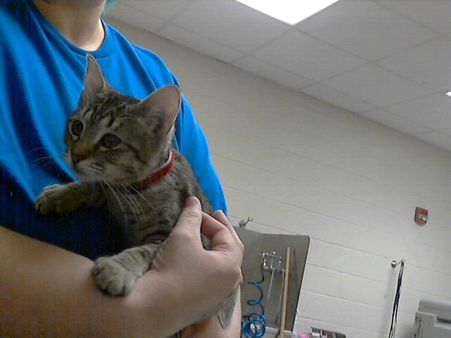 KAHN - Domestic Short Hair available for adoption