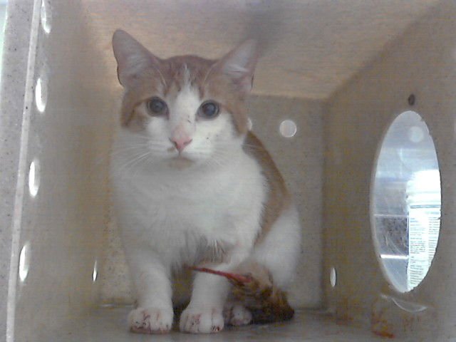 DOC - Domestic Short Hair available for adoption