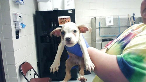 IZZY - Pit Bull Terrier available for adoption