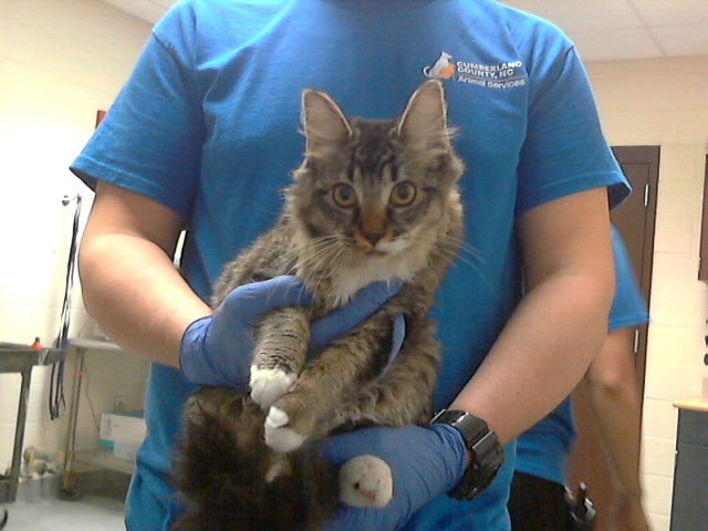 VENUS - Domestic Medium Hair available for adoption