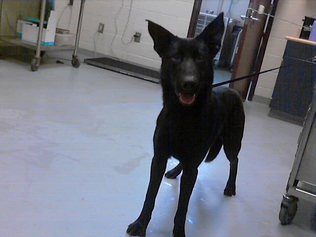 SLINKY - German Shepherd Dog available for adoption