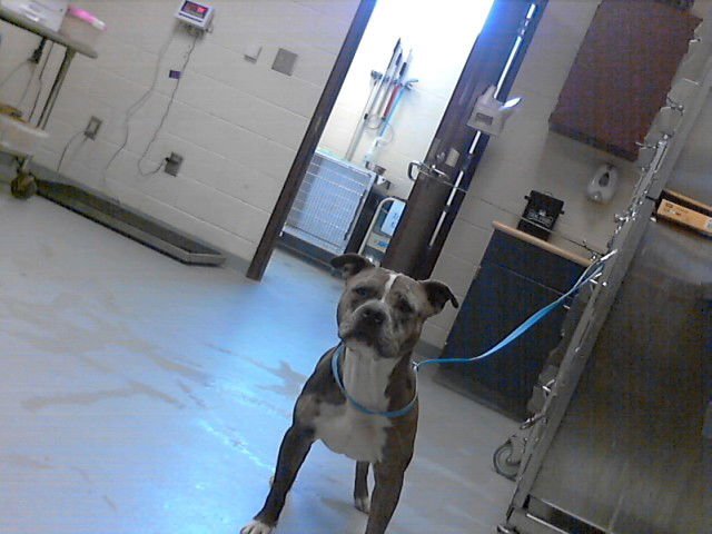 A428092 - Pit Bull Terrier available for adoption