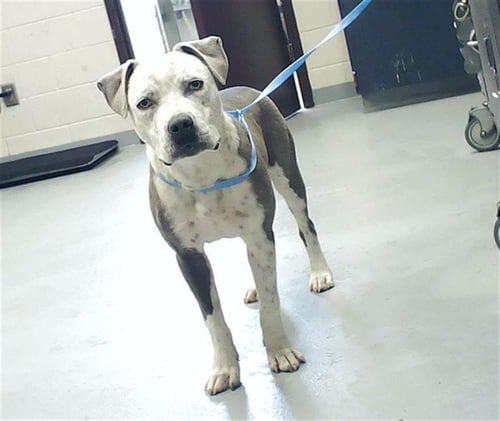 A428845 - Pit Bull Terrier available for adoption