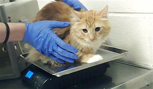 LITTLE GUY - Domestic Long Hair for adoption in Fayetteville