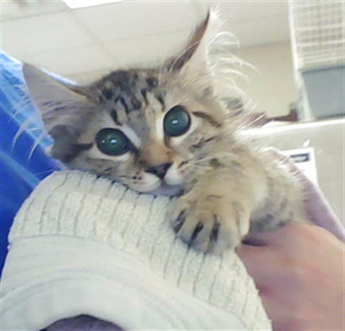 BRAT SUMMER - Domestic Medium Hair for adoption in Fayetteville