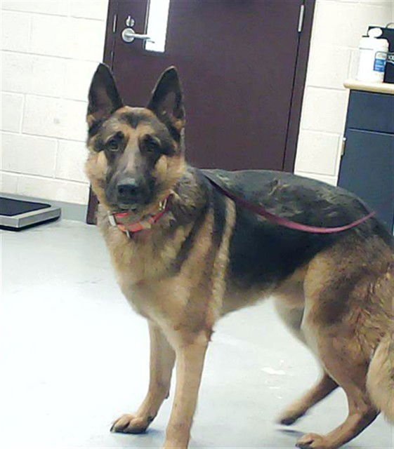 KOBI - German Shepherd Dog available for adoption