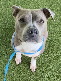 SHEILA KAYE - Photo 1