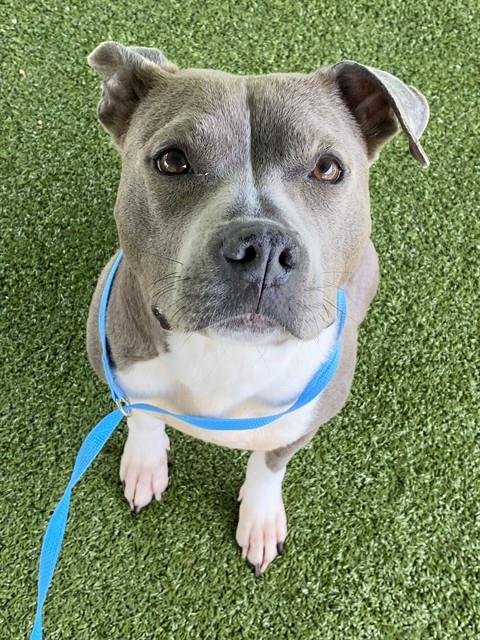 SHEILA KAYE - Pit Bull Terrier available for adoption