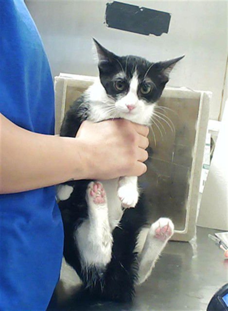 DAPHNE - Domestic Short Hair available for adoption