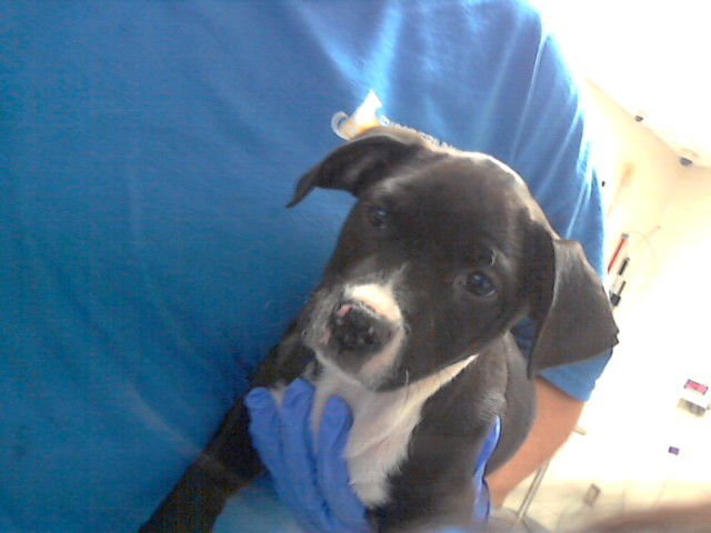 LEMON BERRY - Pit Bull Terrier available for adoption