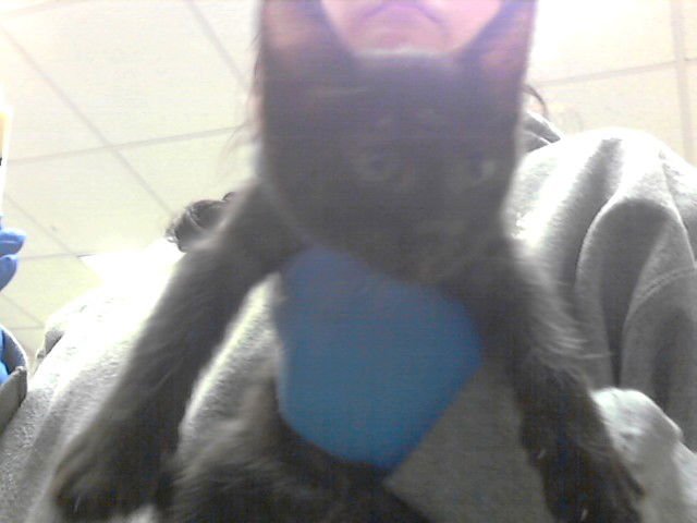 A427597 - Domestic Short Hair available for adoption