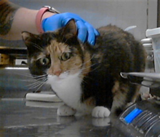 SUNSHINE - Domestic Short Hair available for adoption