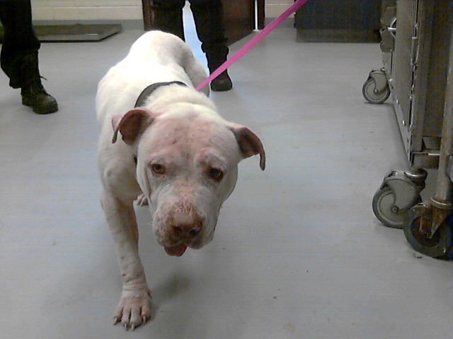 A427342 - American Bulldog available for adoption