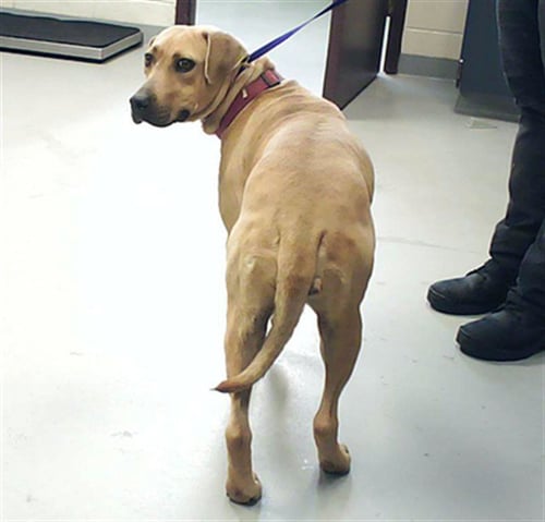 MAX - Black Mouth Cur available for adoption
