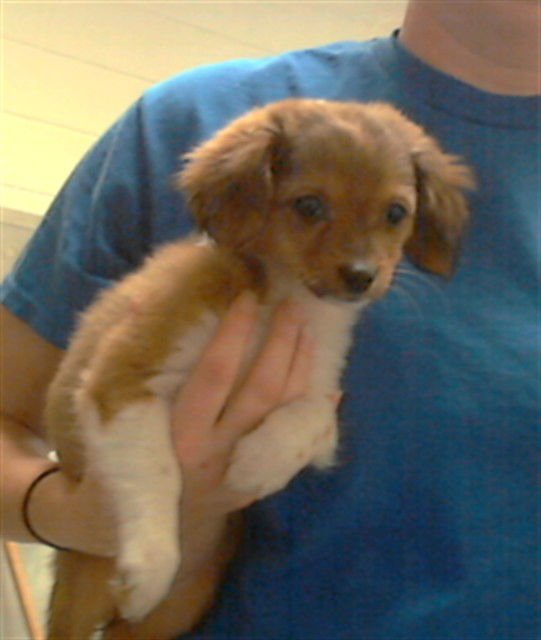 BUTTER BEAN - Chihuahua available for adoption