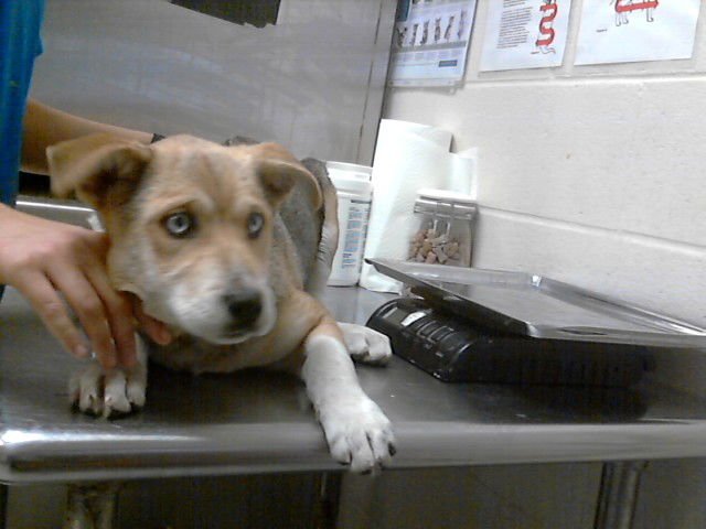 A427440 - Siberian Husky available for adoption