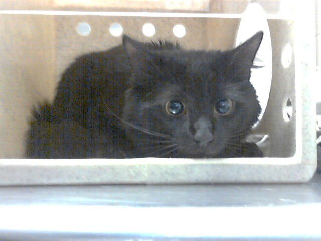 MIDNIGHT - Domestic Short Hair available for adoption