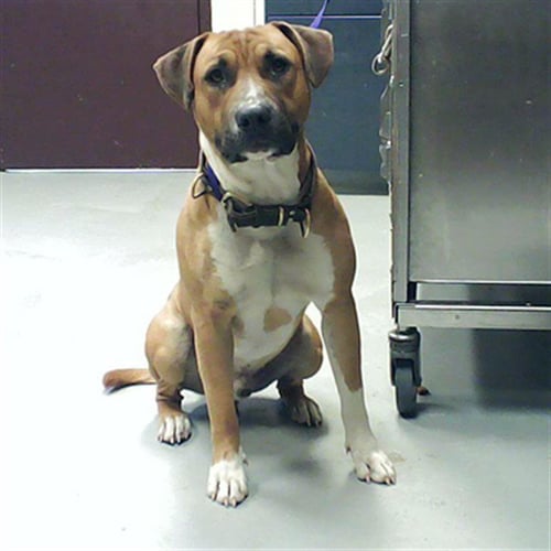 ACHILLES - Pit Bull Terrier available for adoption