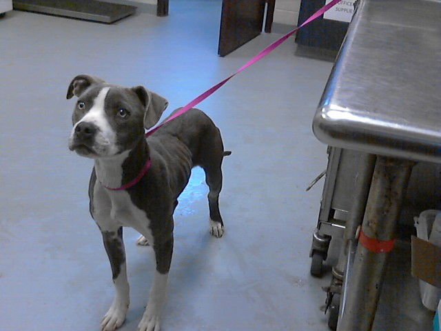 QUETE - Pit Bull Terrier available for adoption