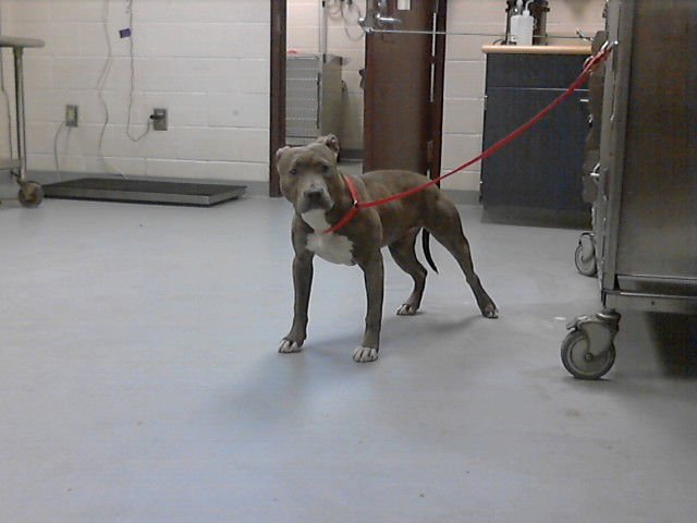 SWEET-TART - Pit Bull Terrier available for adoption