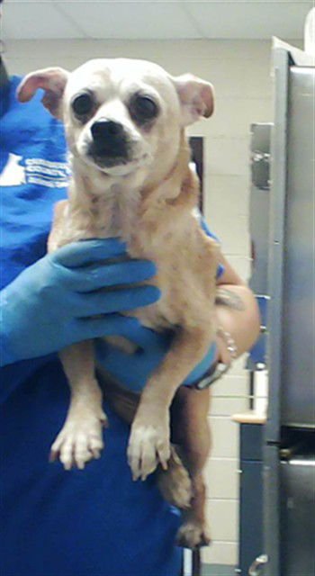 SCARLETT - Chihuahua available for adoption