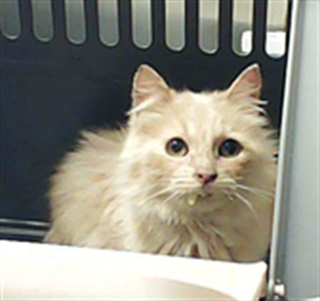 A428395 - Domestic Medium Hair available for adoption