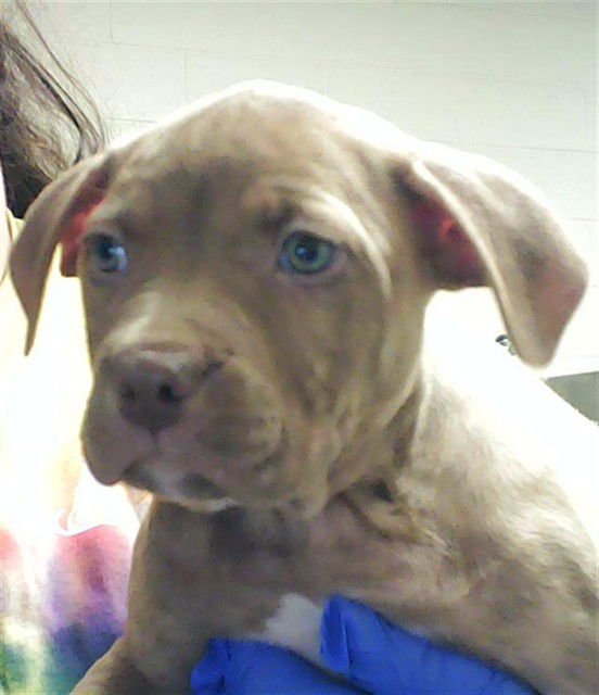 NICK - Pit Bull Terrier available for adoption