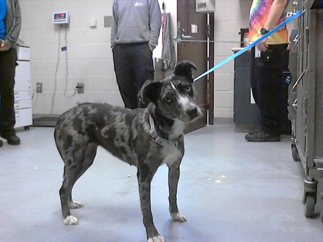 GALAXY - Catahoula Leopard Dog available for adoption
