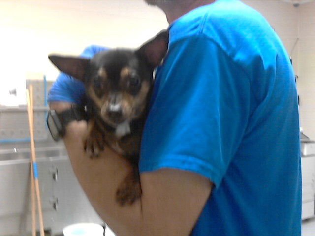 SANSON - Chihuahua available for adoption