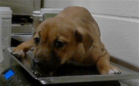 BREWBERRY - Labrador Retriever available for adoption