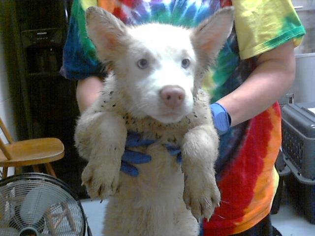 PATRICK - Siberian Husky / Pit Bull Terrier available for adoption