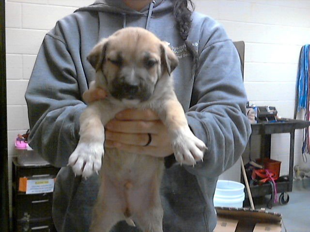 JUNE BUG - Labrador Retriever available for adoption