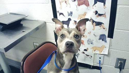 CHEDDAR SAUCE - Pit Bull Terrier available for adoption