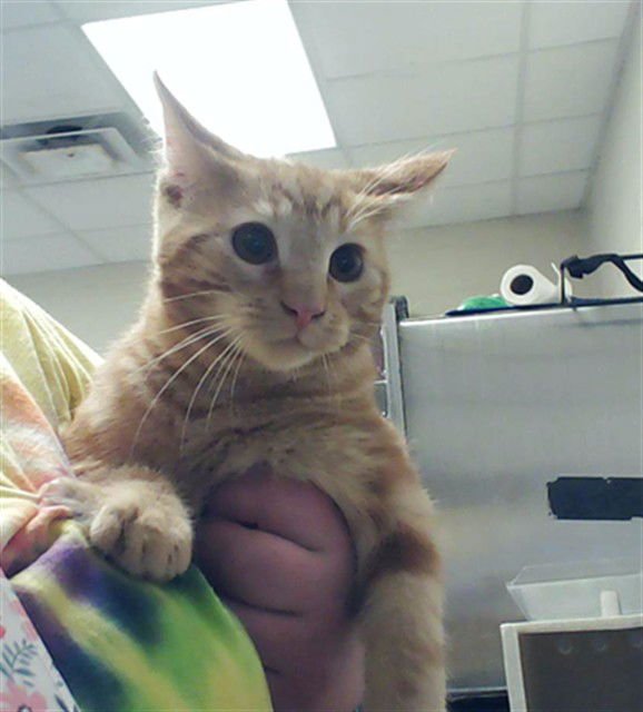 TWILIGHT - Domestic Short Hair available for adoption