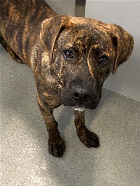 BEANS - Pit Bull Terrier available for adoption